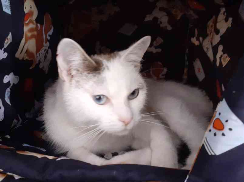 Mazlivá bílá kočička s mouratými znaky 1,5roční Miši, - foto 8