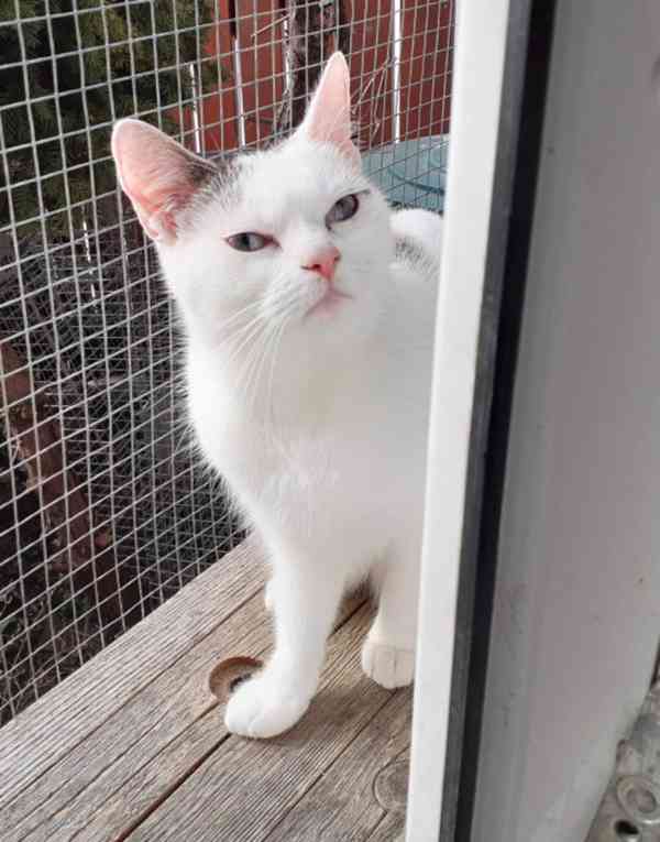 Mazlivá bílá kočička s mouratými znaky 1,5roční Miši, - foto 3