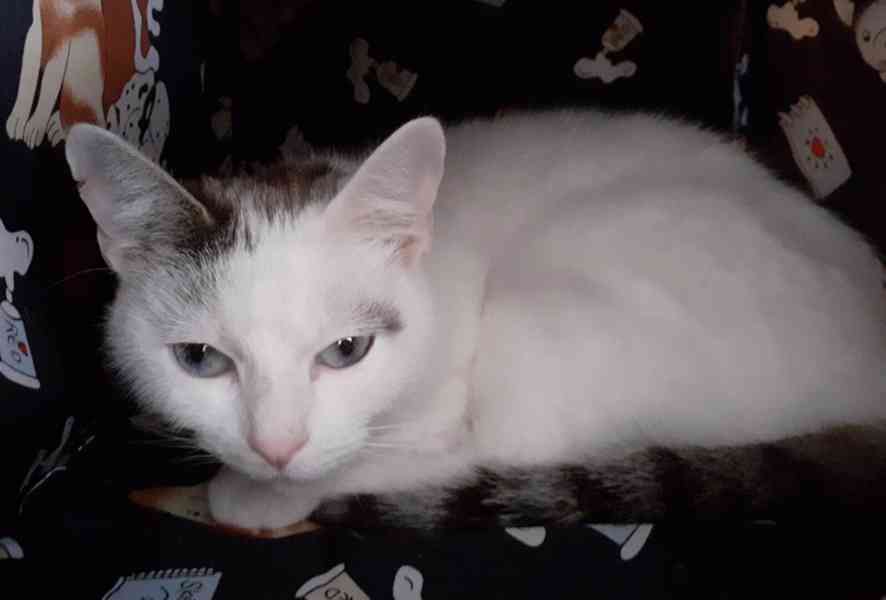 Mazlivá bílá kočička s mouratými znaky 1,5roční Miši, - foto 9
