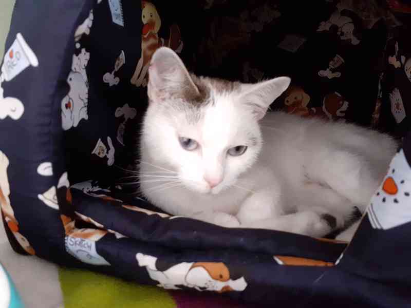 Mazlivá bílá kočička s mouratými znaky 1,5roční Miši, - foto 2