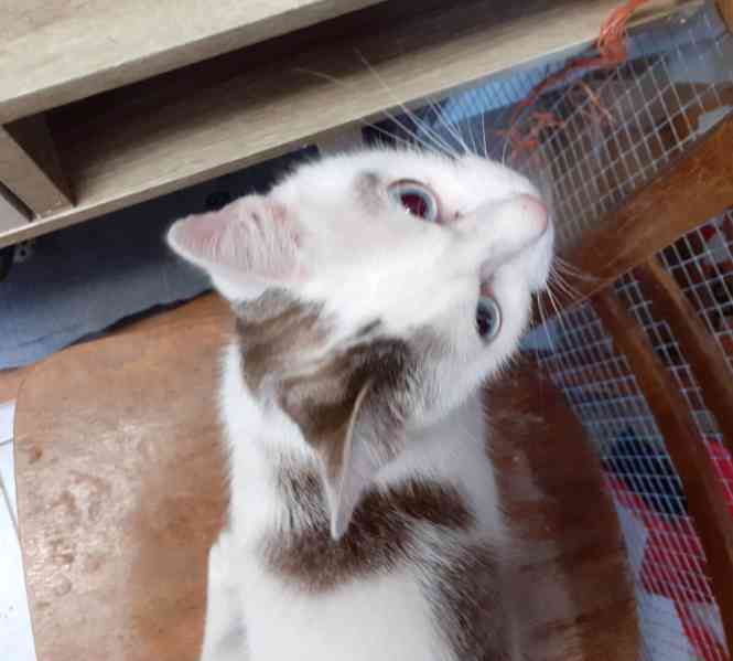 Mazlivá bílá kočička s mouratými znaky 1,5roční Miši, - foto 5