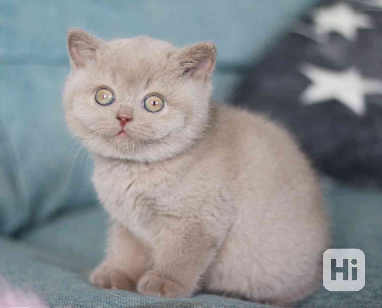 BRITSKÁ  KOŤATA  S  PP - foto 1