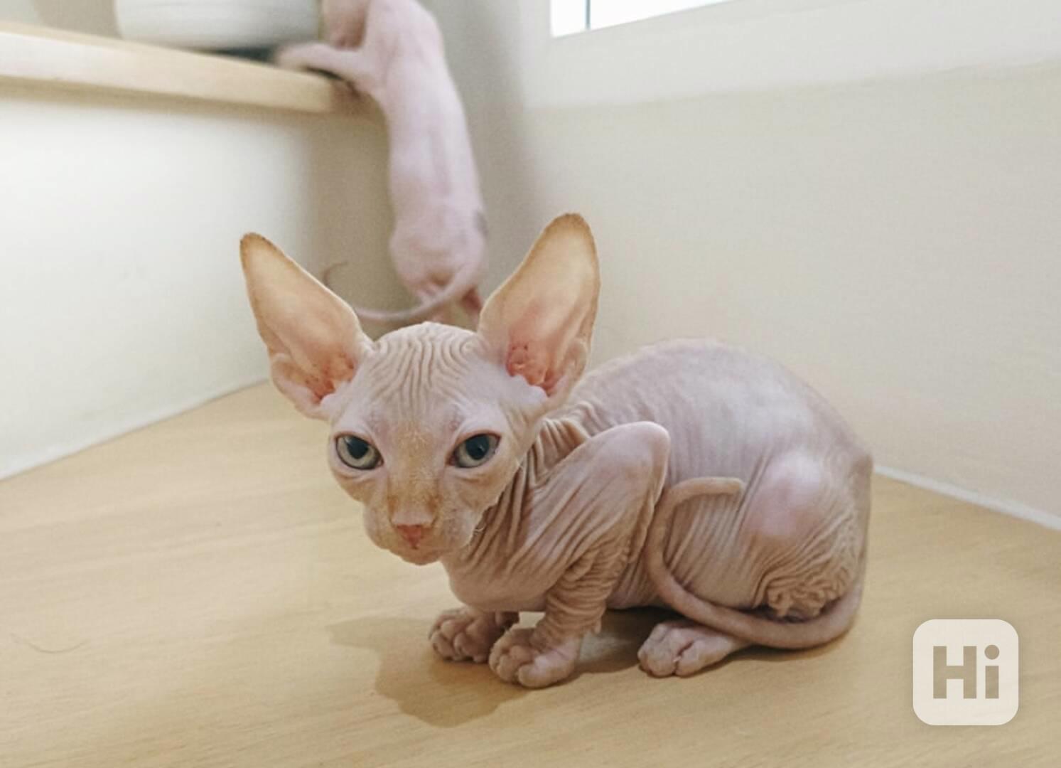 Krásná koťátka sphynxe - foto 1