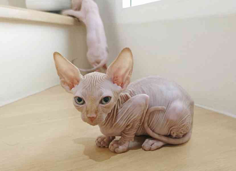 Krásná koťátka sphynxe - foto 1