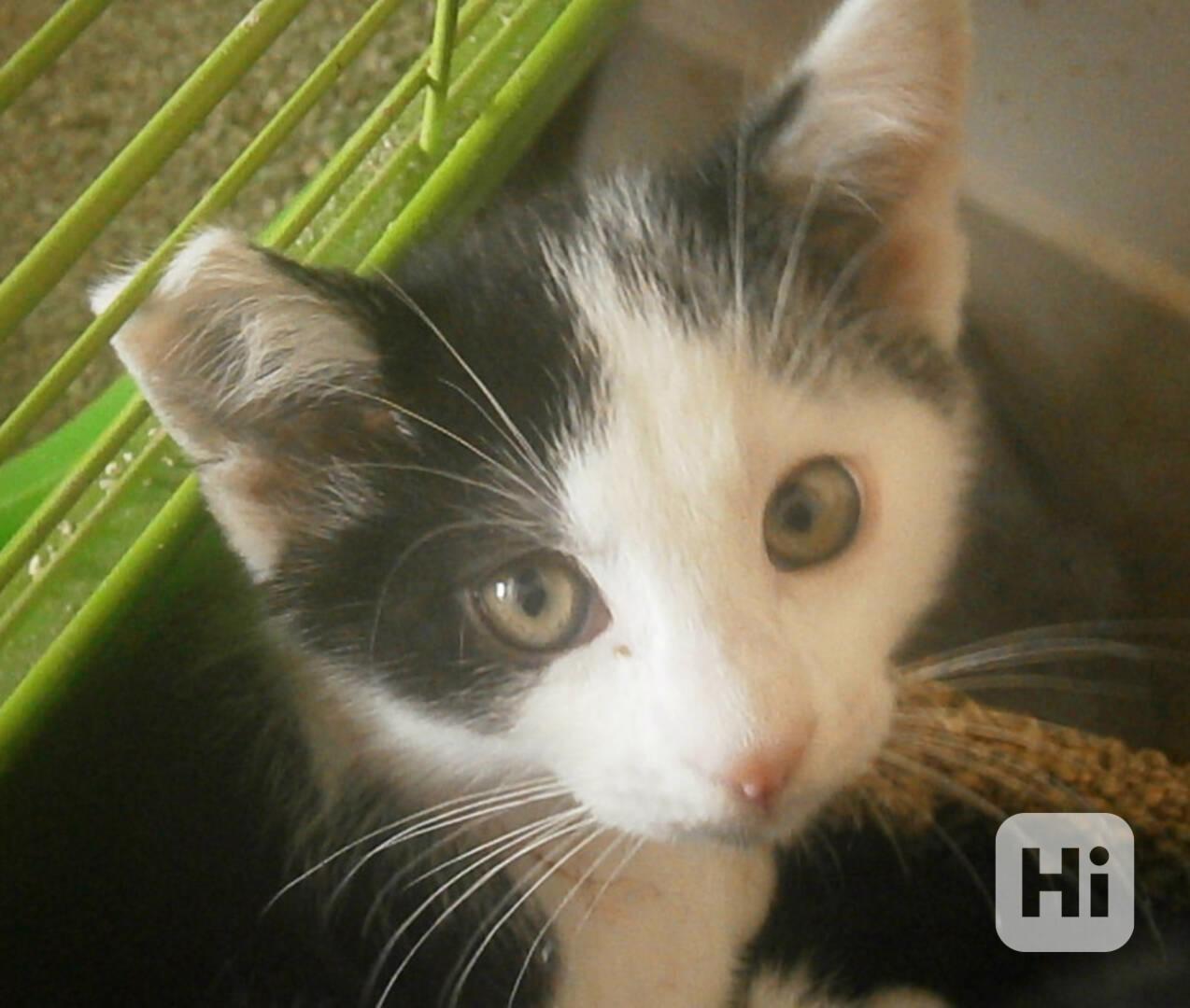 Moc milí, mazliví černobílí 2,5měsíční bráškové - foto 1