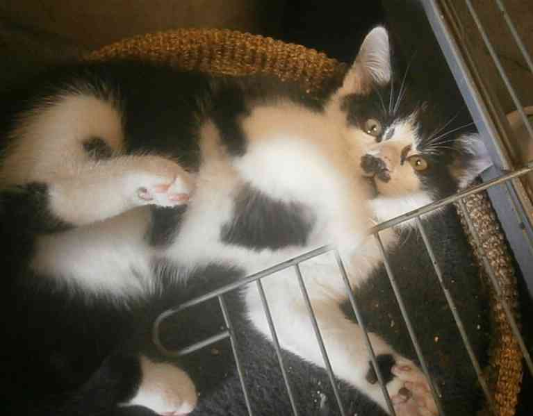 Moc milí, mazliví černobílí 2,5měsíční bráškové - foto 6