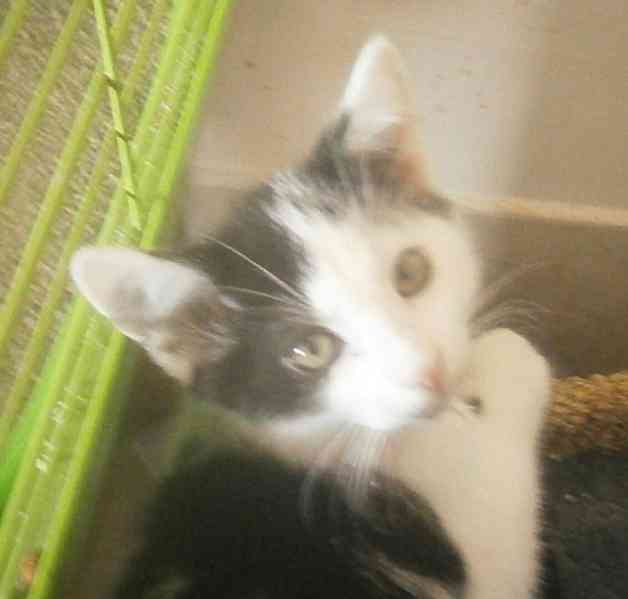 Moc milí, mazliví černobílí 2,5měsíční bráškové - foto 4