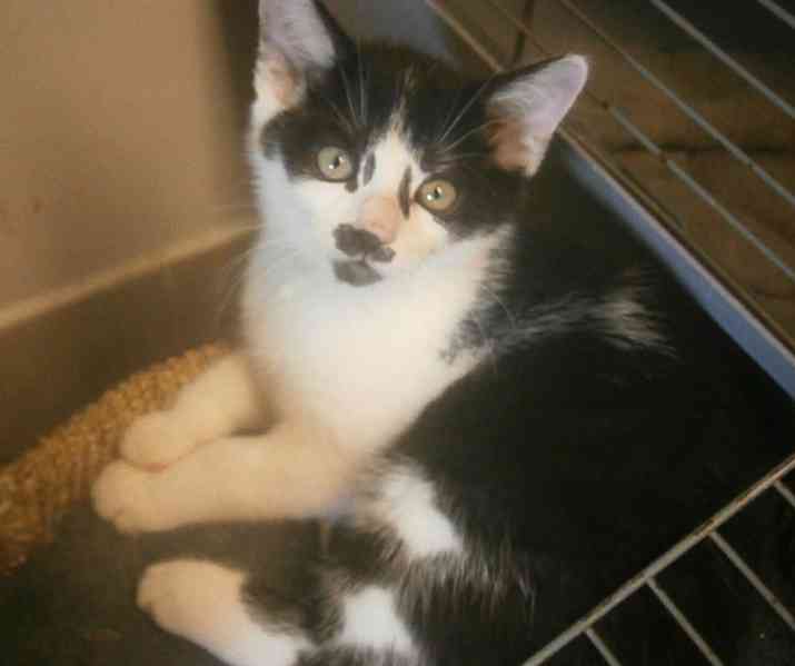 Moc milí, mazliví černobílí 2,5měsíční bráškové - foto 5