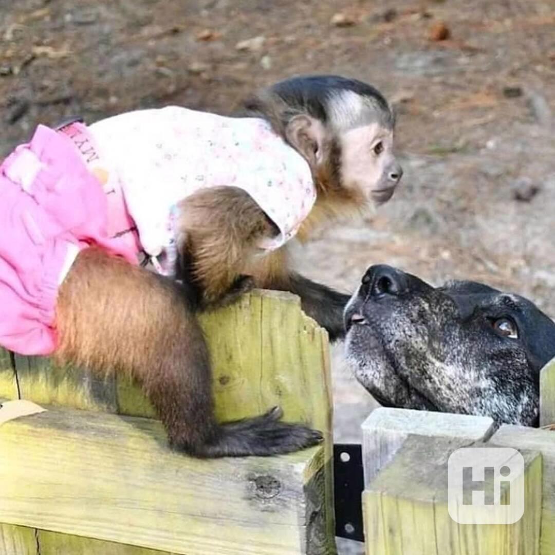  Nejroztomilejší kapucínské mládě, jaké jsem kdy viděl - foto 1