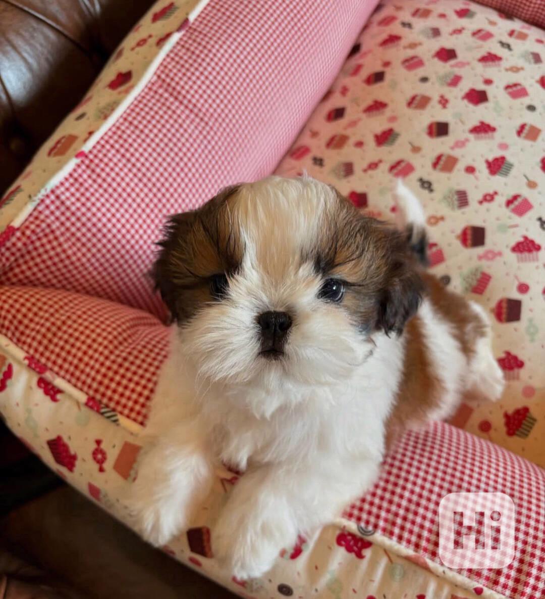 Štěňata Shih Tzu k adopci. - foto 1