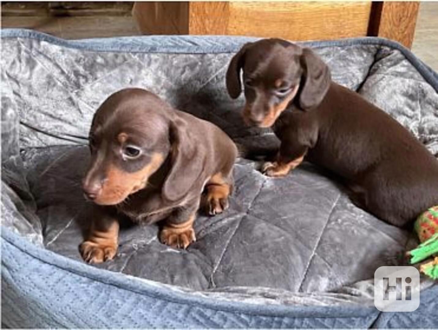 Celkem zdarma štěňata jezevčíka k adopci zdarma  - foto 1