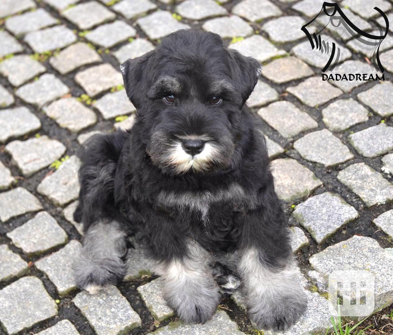 Knírač malý štěňátko-pes - foto 1