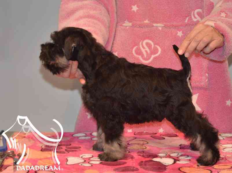 Knírač malý štěňátko-pes - foto 2