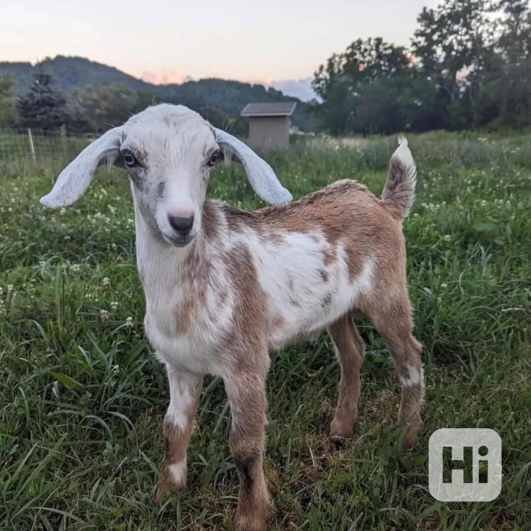 Krásné a milé kozy na prodej - foto 1
