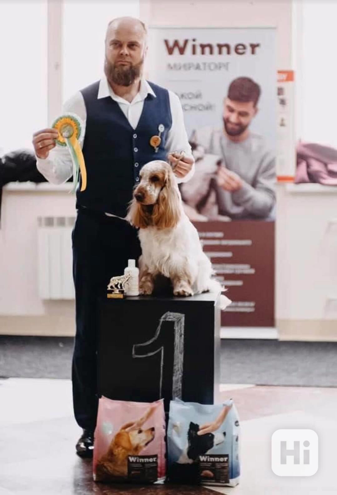 Anglický kokršpaněl s PP - foto 1