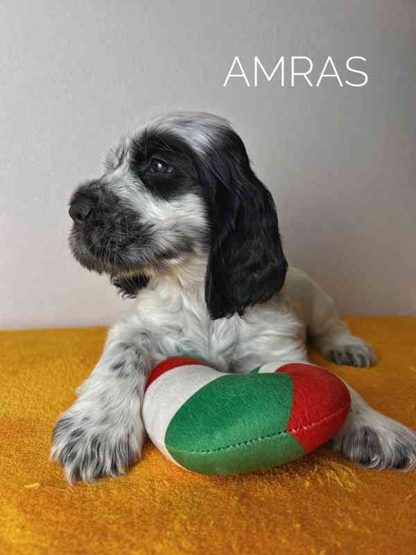 Anglický kokršpaněl s PP - foto 2