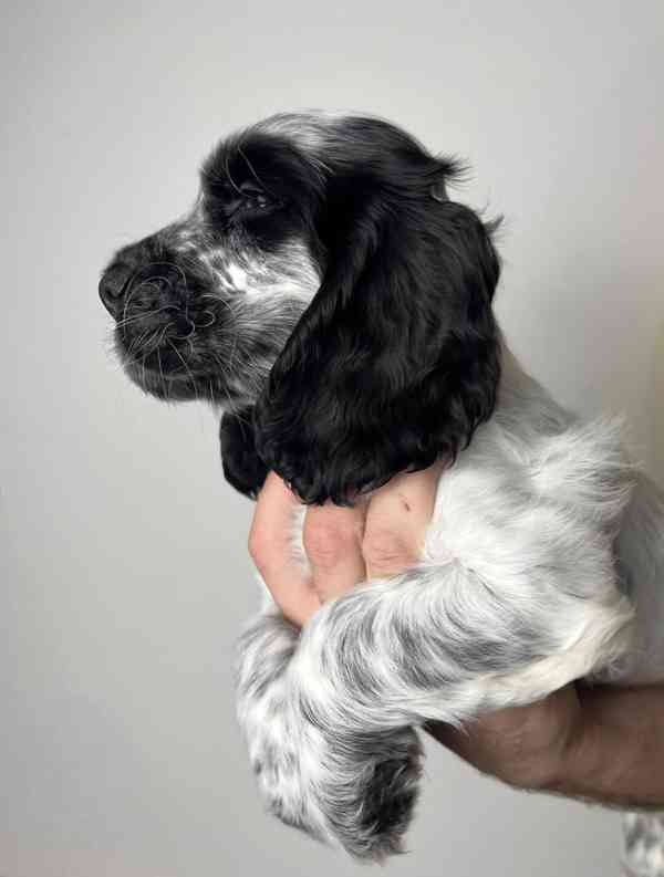 Anglický kokršpaněl s PP - foto 4