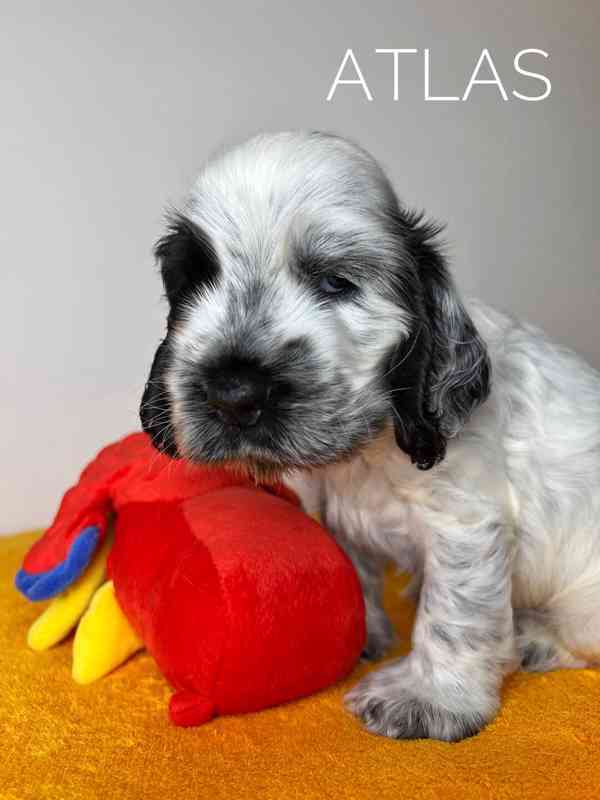 Anglický kokršpaněl s PP - foto 3