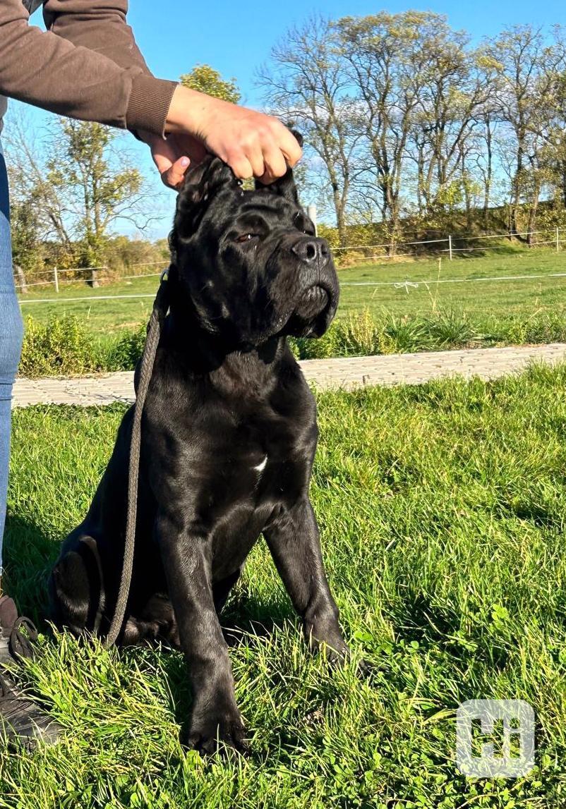 Cane corso  - foto 1