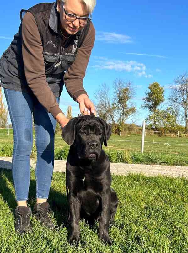 Cane corso  - foto 3