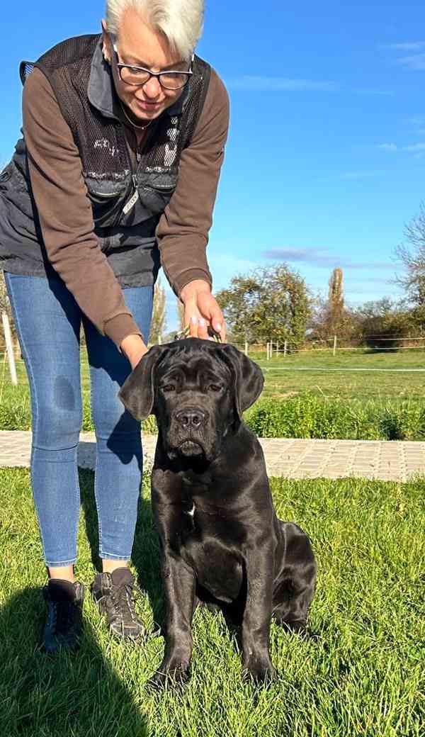 Cane corso  - foto 2