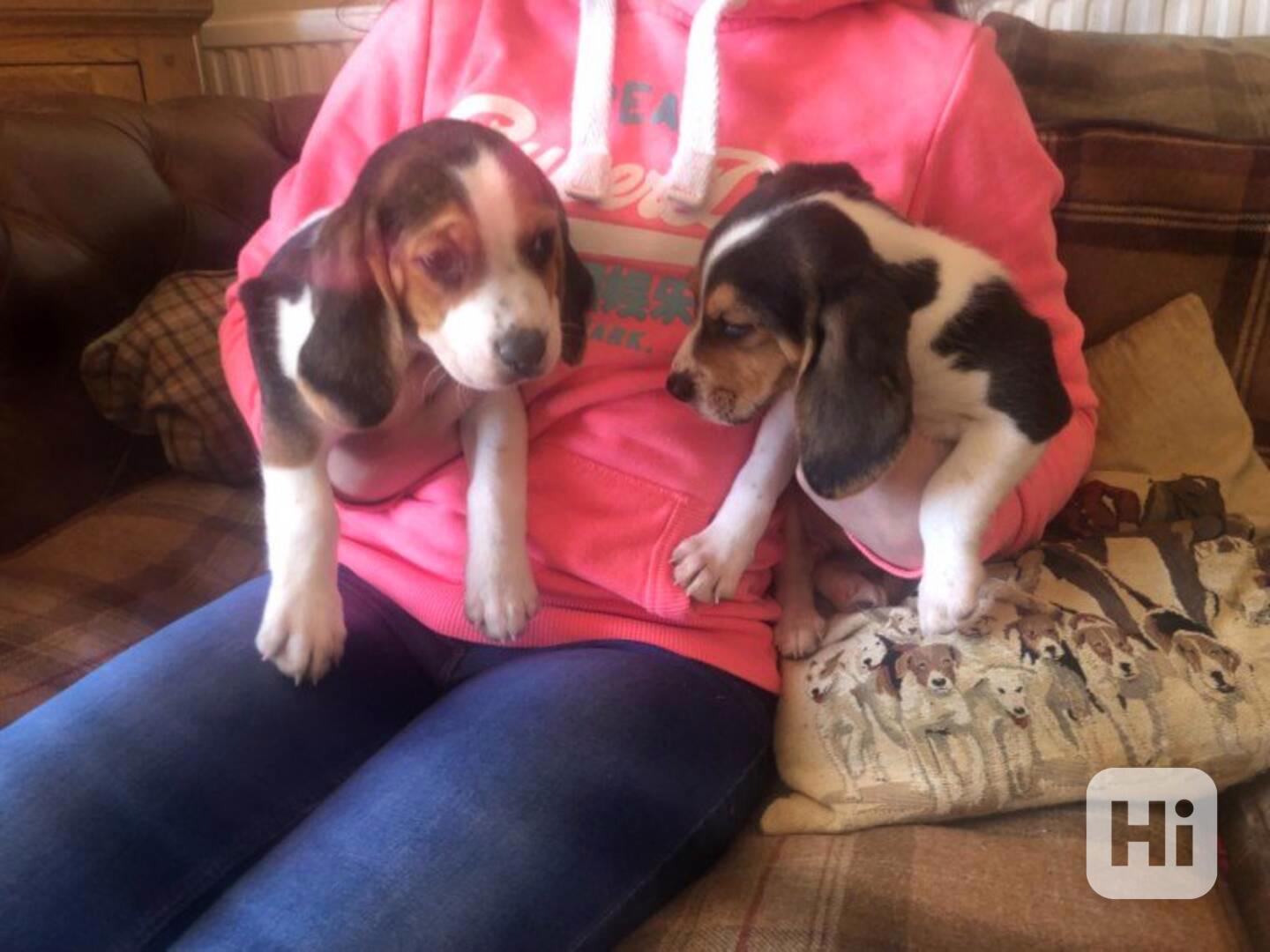 Štěňata bígla s rodokmenem a papírem. - foto 1