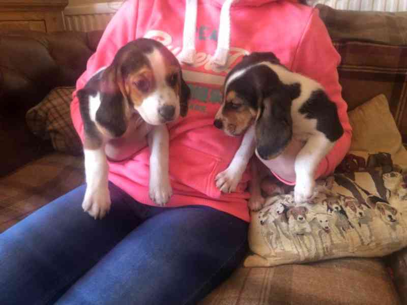 Štěňata bígla s rodokmenem a papírem.