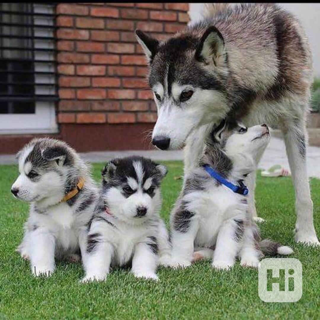 Husky štenata k adopci - foto 1