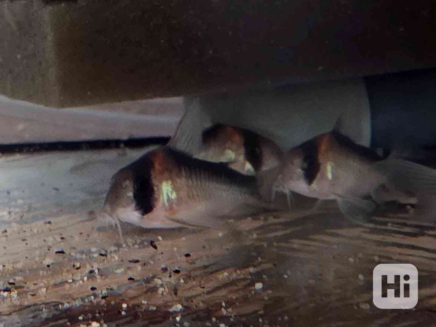 Corydoras duplicareus (pancéřníček duplicareus) - foto 1