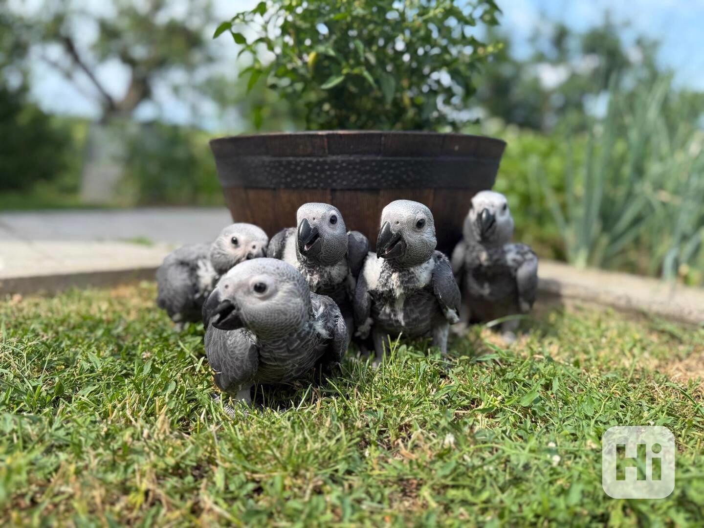 Mláďata Žako kongo - foto 1