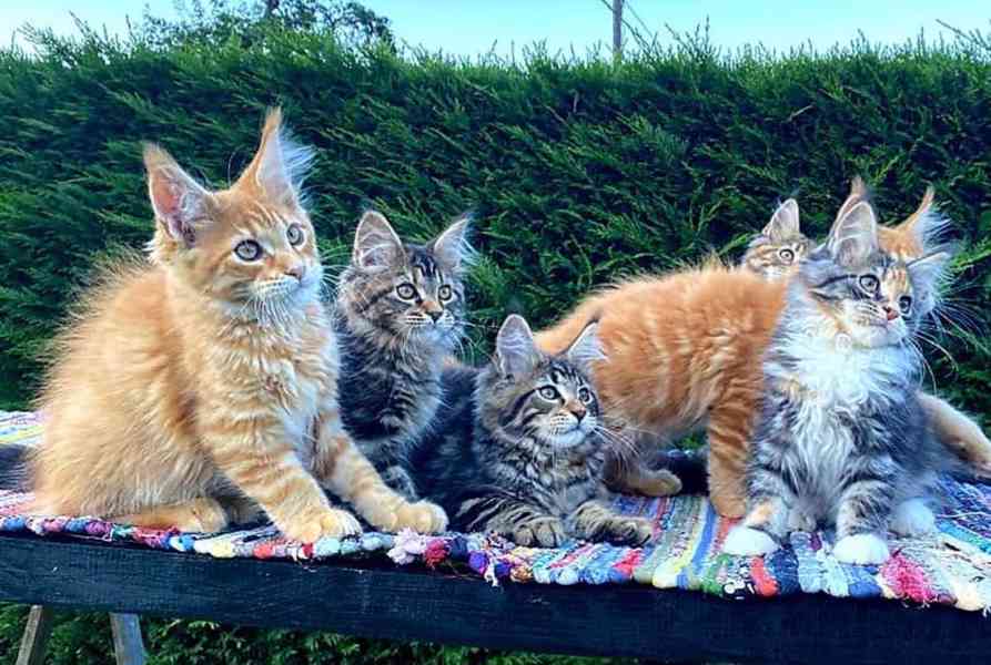Mainská mývalí koťata - plný rodokmen 