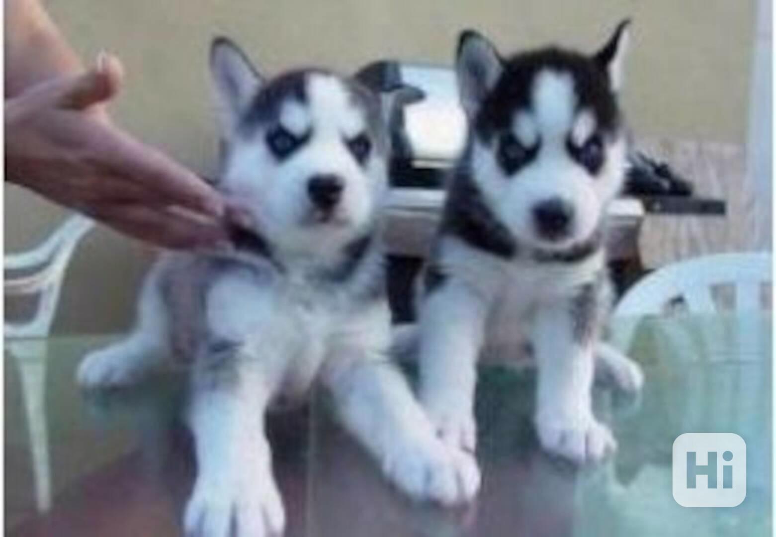 štěňátka sibiřského huskyho k adopci - foto 1