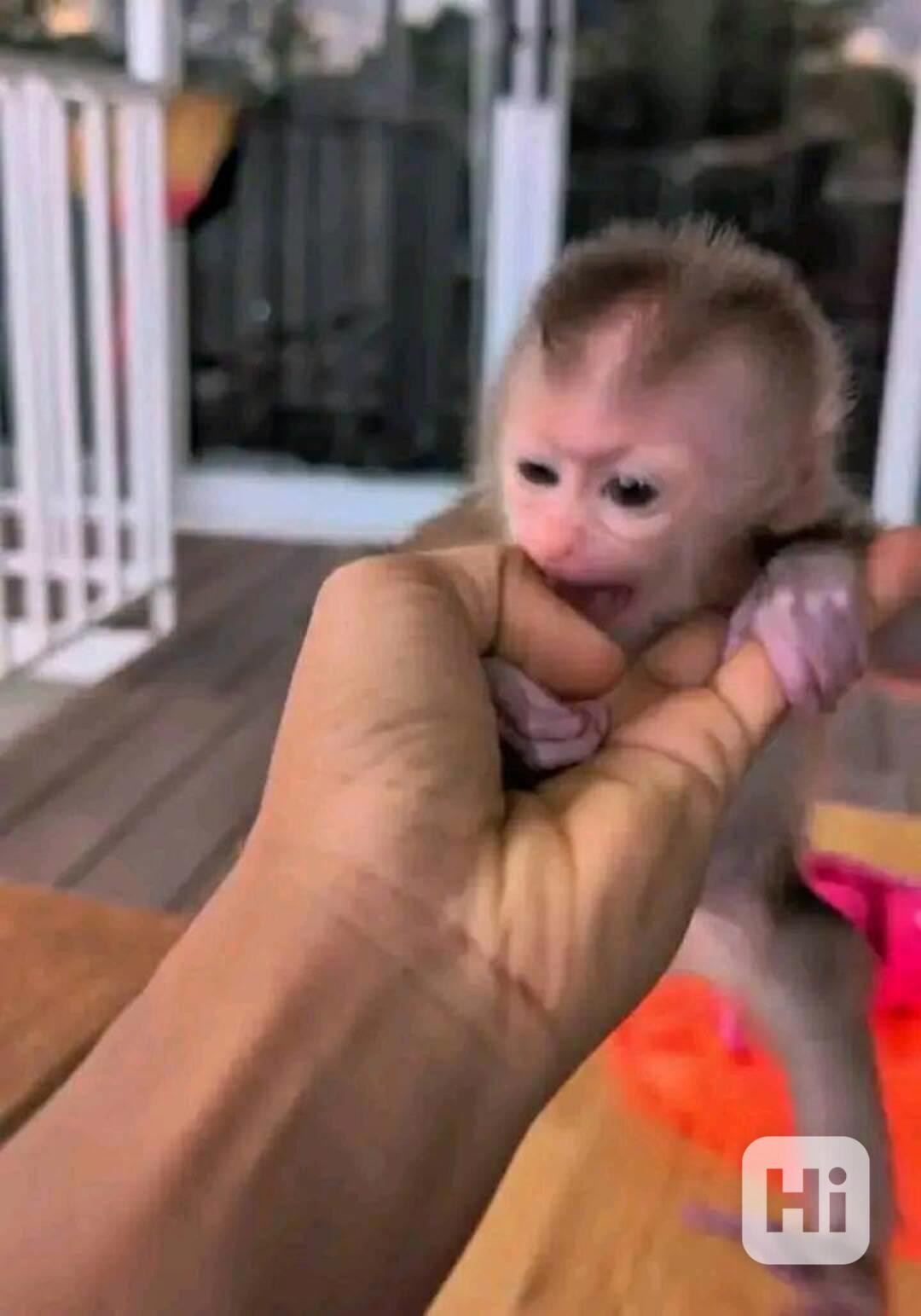 K dispozici talentované opičky Copovou - foto 1