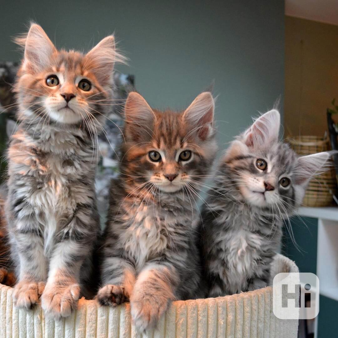 Kočička mainské mývalí kotě k dispozici - foto 1