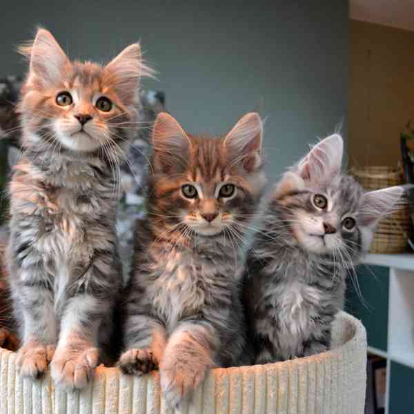 Kočička mainské mývalí kotě k dispozici - foto 1