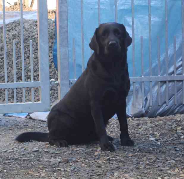 Labradorský retrívr- žlutá a černá štěňátka s PP - foto 1