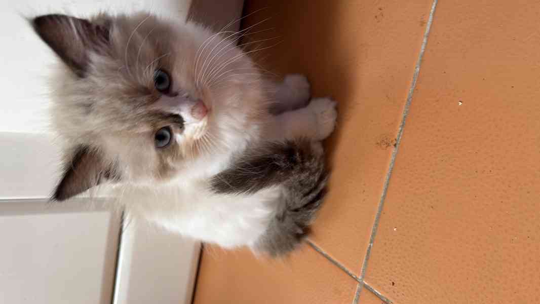 Koťátka Ragdoll  - foto 3