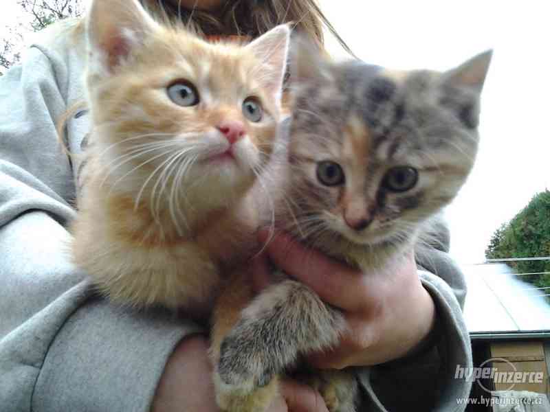 rezavý kocourek a tříbarevná kočička - foto 1