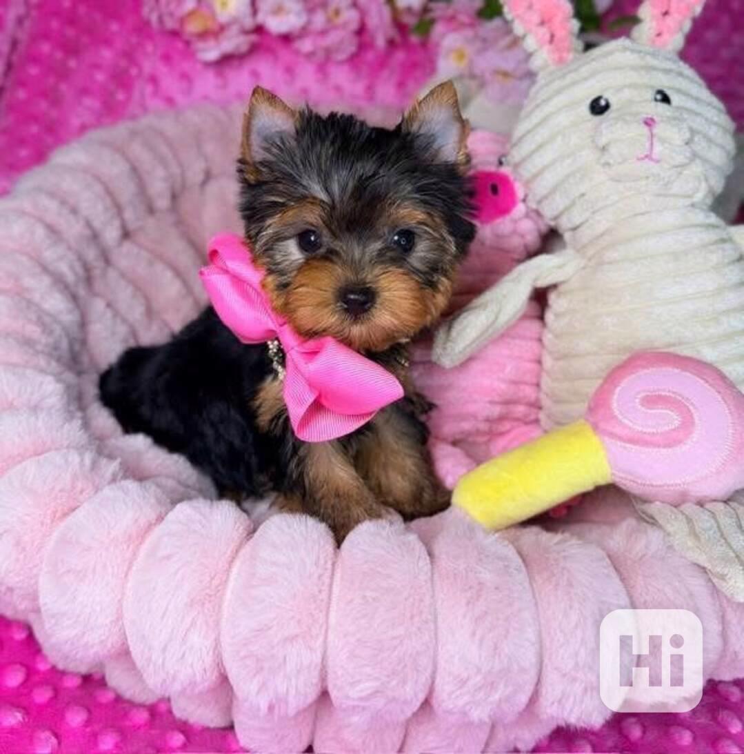 Štěňata Yorkshire teriéra k přestěhování - foto 1