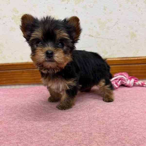 Štěňata Yorkshire teriéra k přestěhování - foto 3