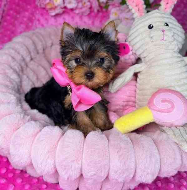 Štěňata Yorkshire teriéra k přestěhování - foto 1