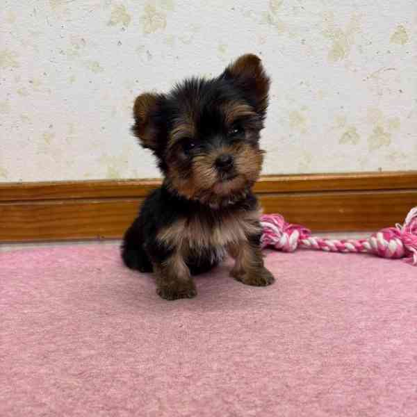Štěňata Yorkshire teriéra k přestěhování - foto 2