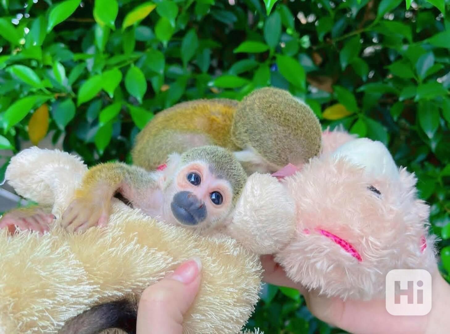 Samice veverčích opic - foto 1