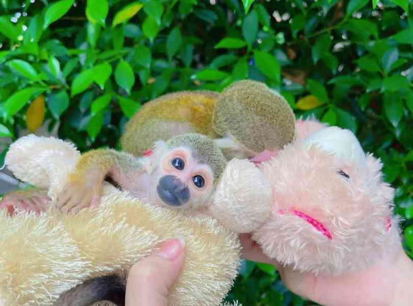 Samice veverčích opic - foto 1