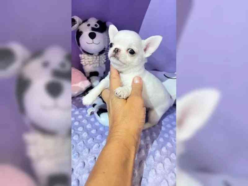 štěňátka čivavy - foto 1