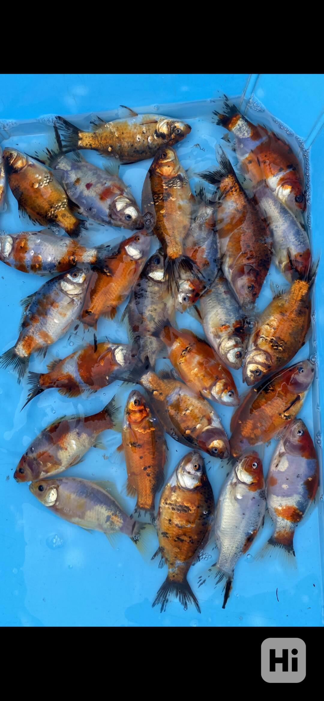 Okrasné Jezirkové ryby - foto 1