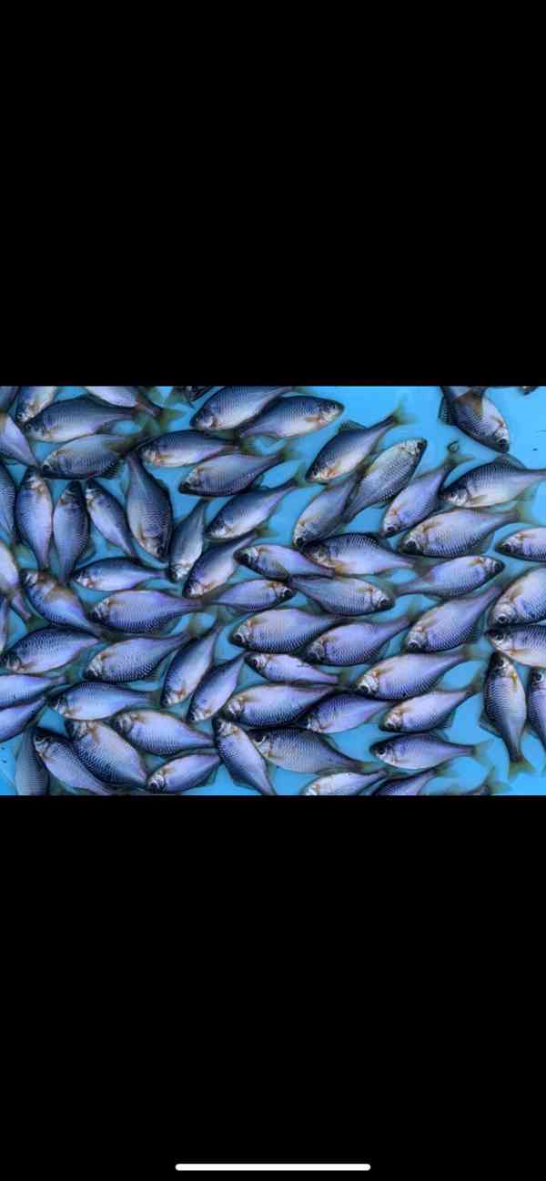 Okrasné Jezirkové ryby - foto 6