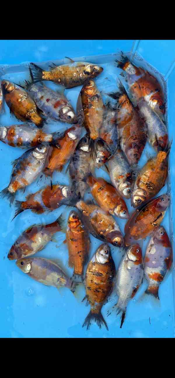 Okrasné Jezirkové ryby