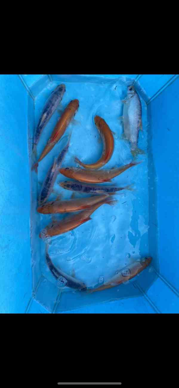 Okrasné Jezirkové ryby - foto 5