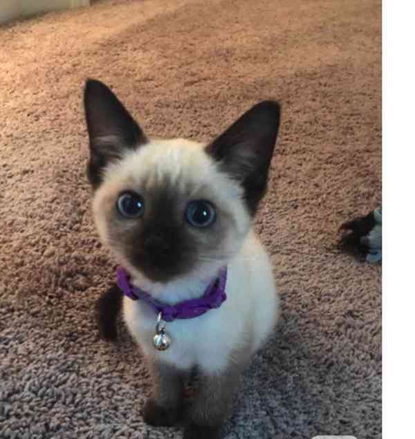 Siamská koťátka s pp - foto 1